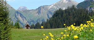 Naturidylle auf Steinbild