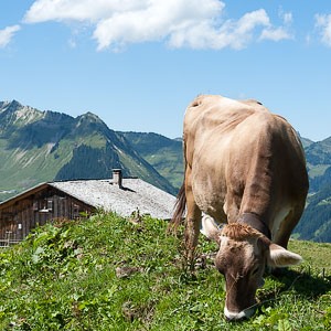 Alpleben auf Unterpartnom