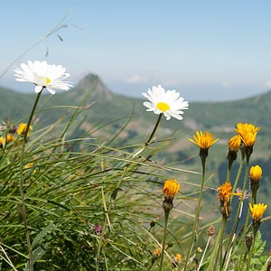 Blumenpracht beim Glatthorn in Faschina